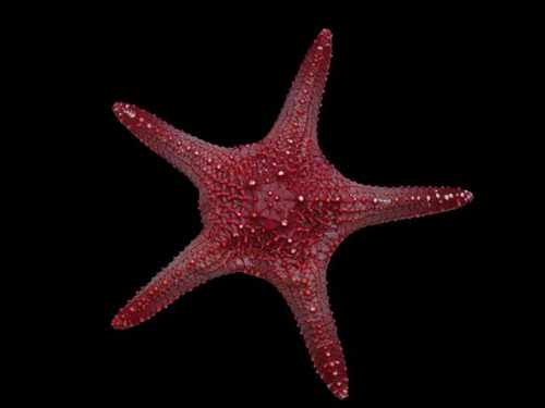 长棘海星是导致珊瑚礁变白的吗(海洋动物界的最强杀手海星)